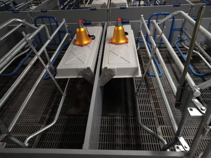 Աշխարհում բարձր որակի հետ կապված խոզուկը